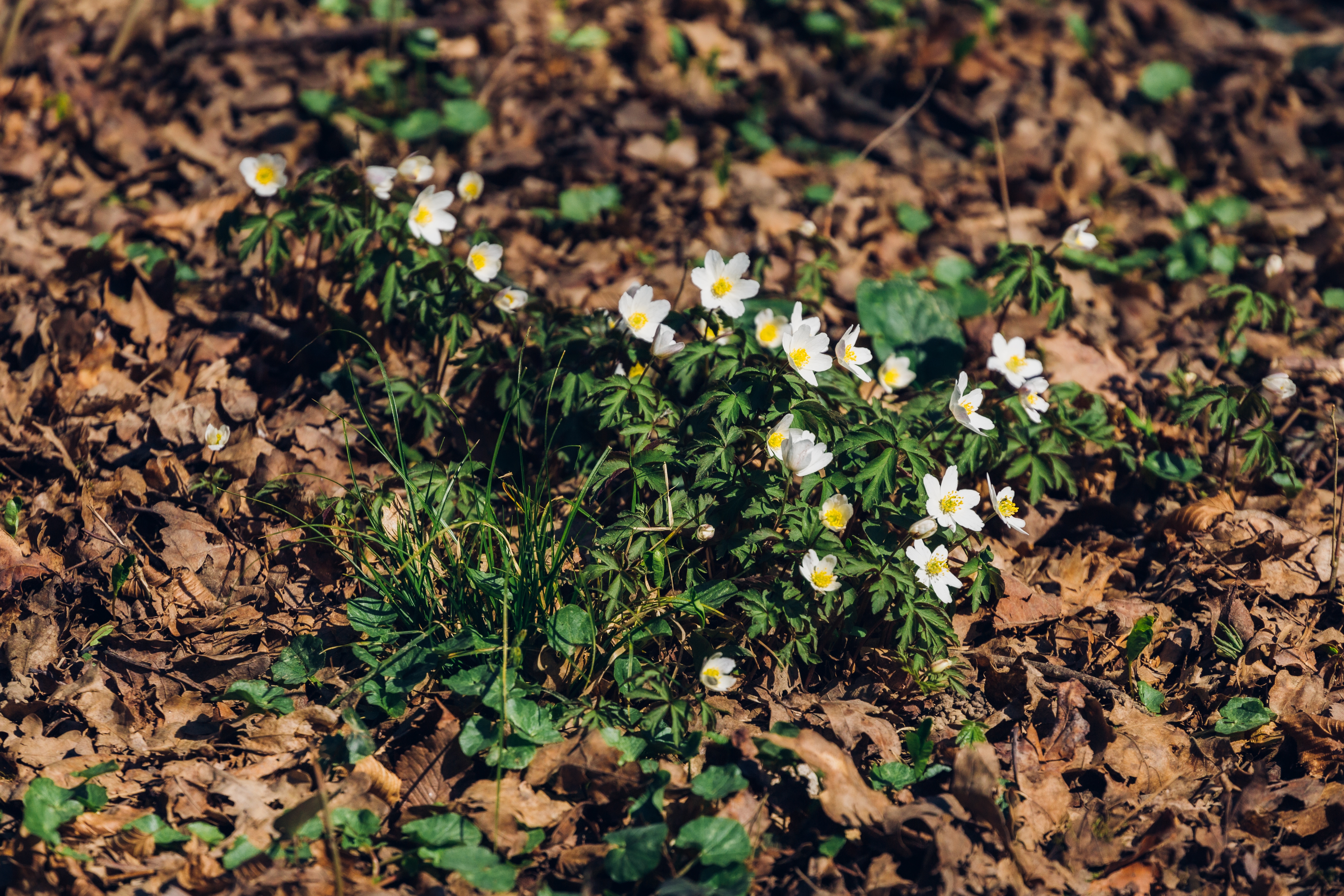Spring flowers blooming through leaf mulch