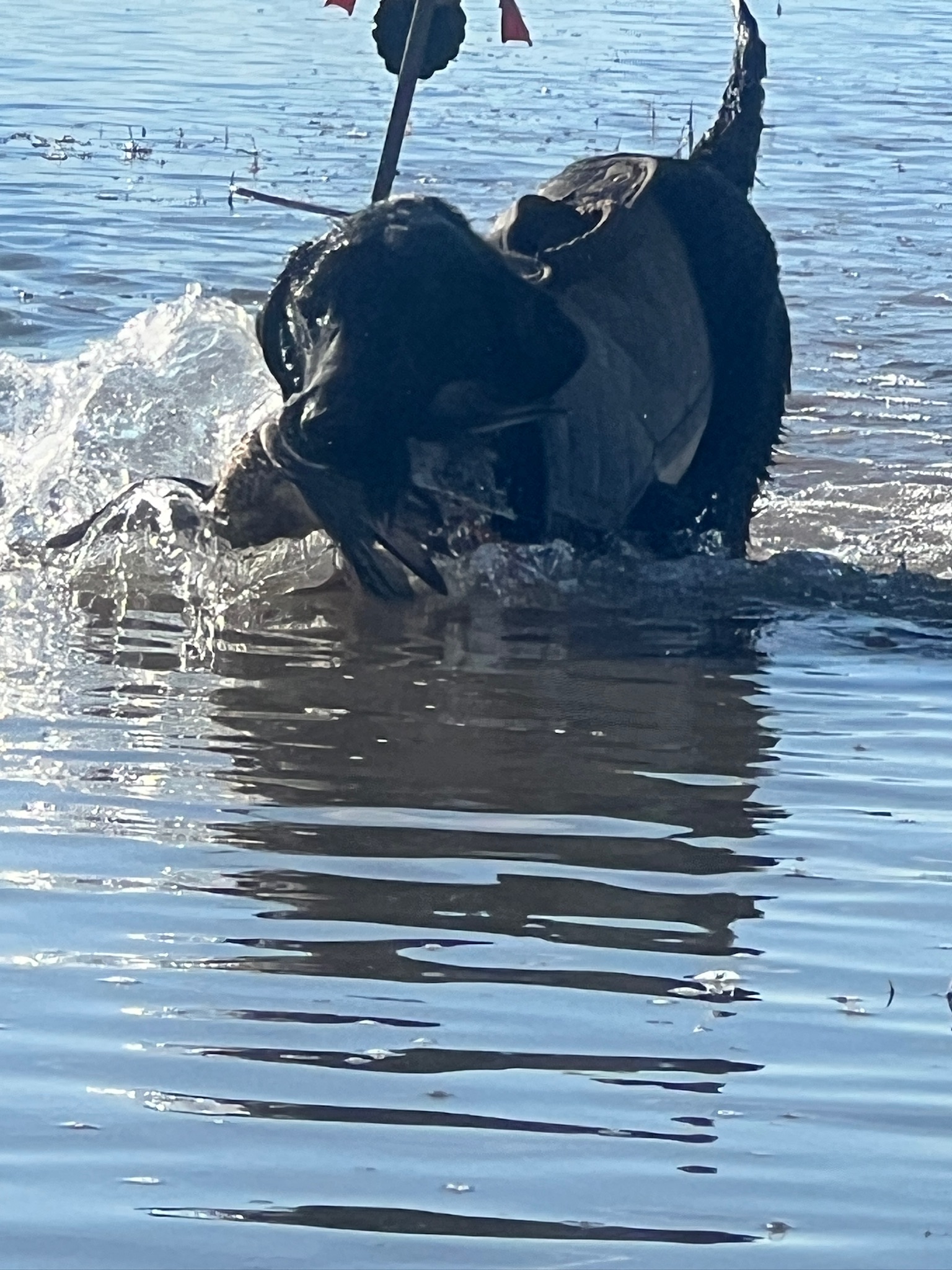 Retriever working in the water