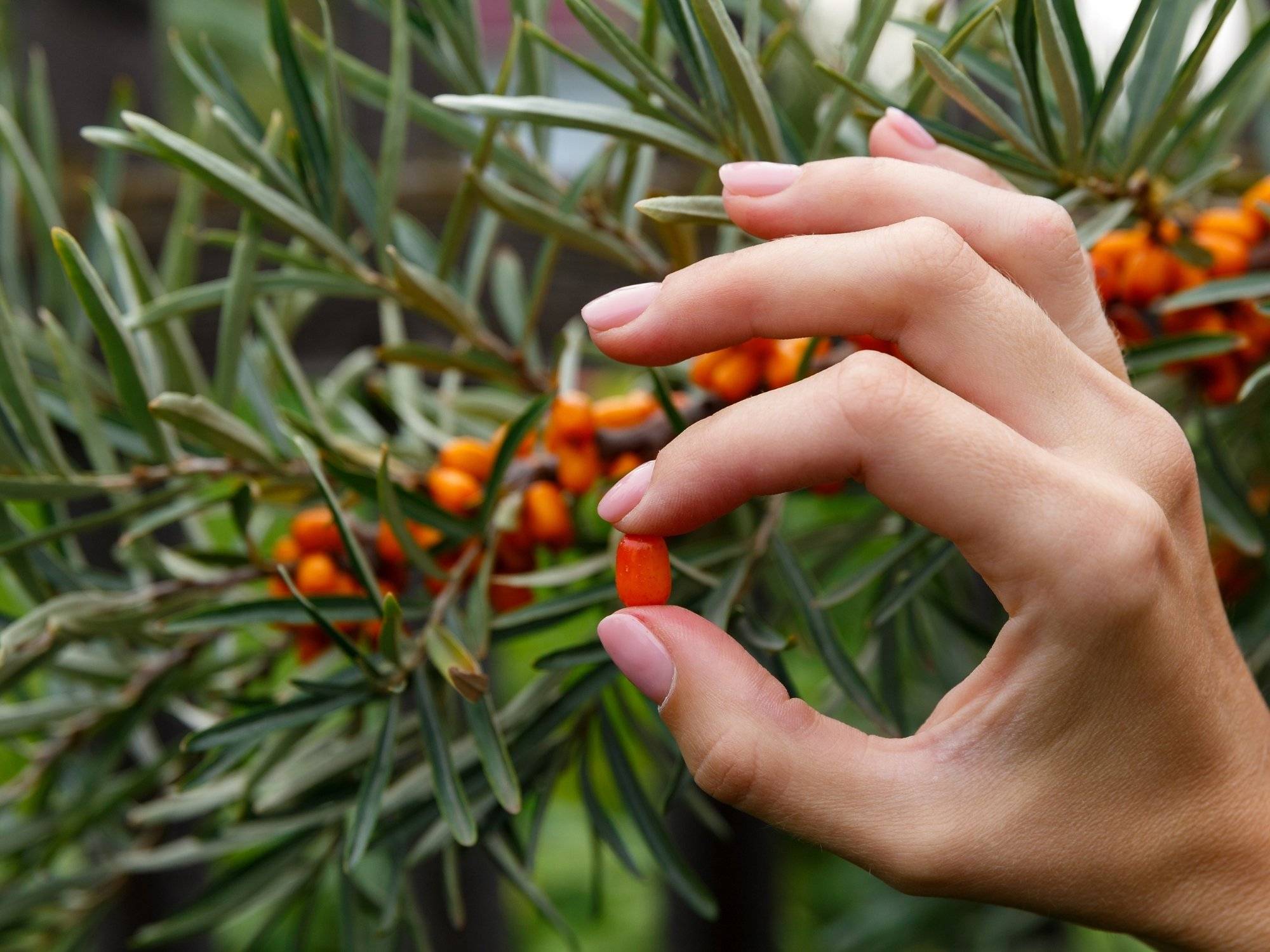 sea buckthorn for vaginal dryness