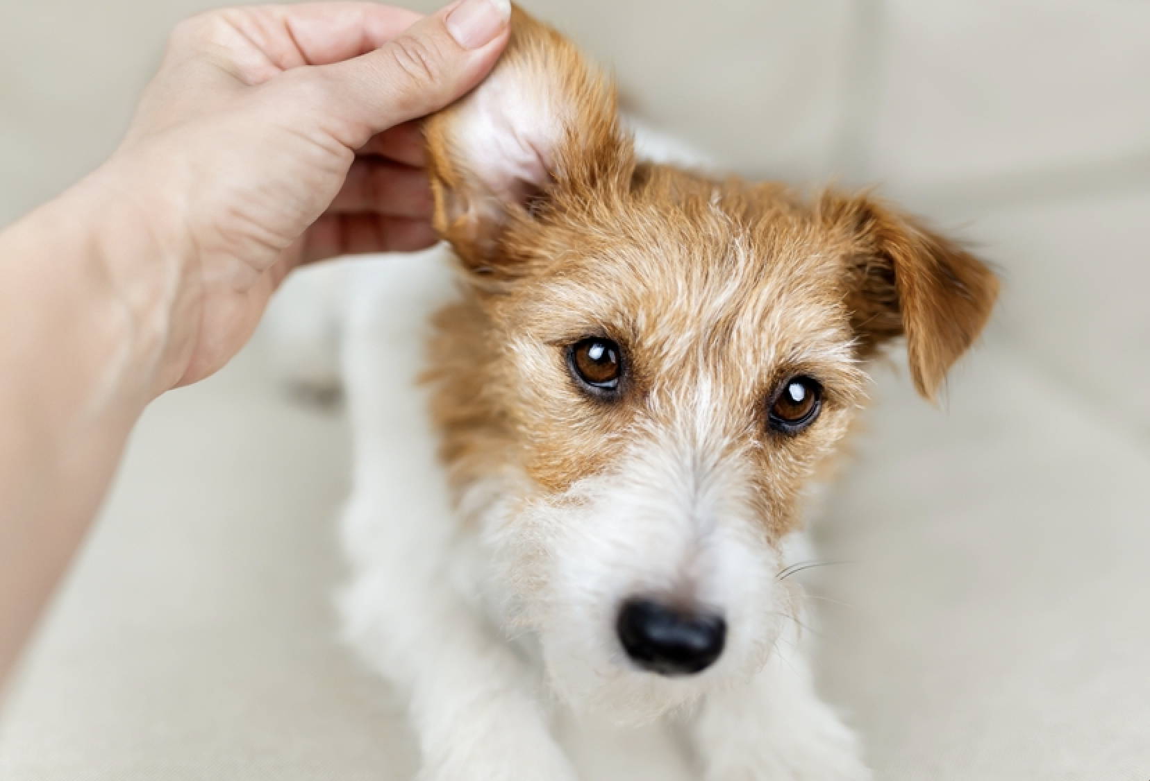 Veterinarian inspecting a dog's ear for yeast infection