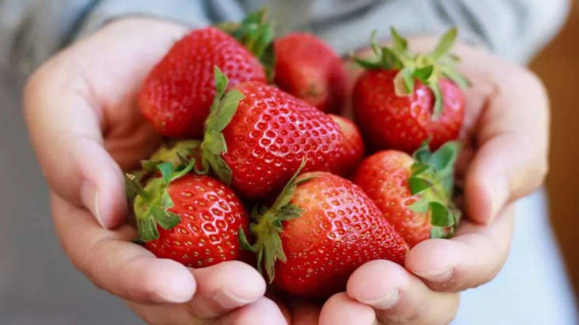 don't give too many strawberries to french bulldog
