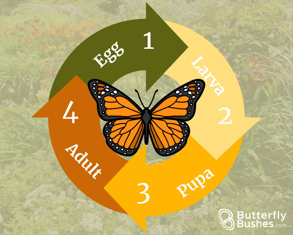 Monarch butterfly lifecycle graphic