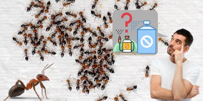 eliminating_ant_pests