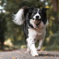 Hund läuft mit Ball im Hund