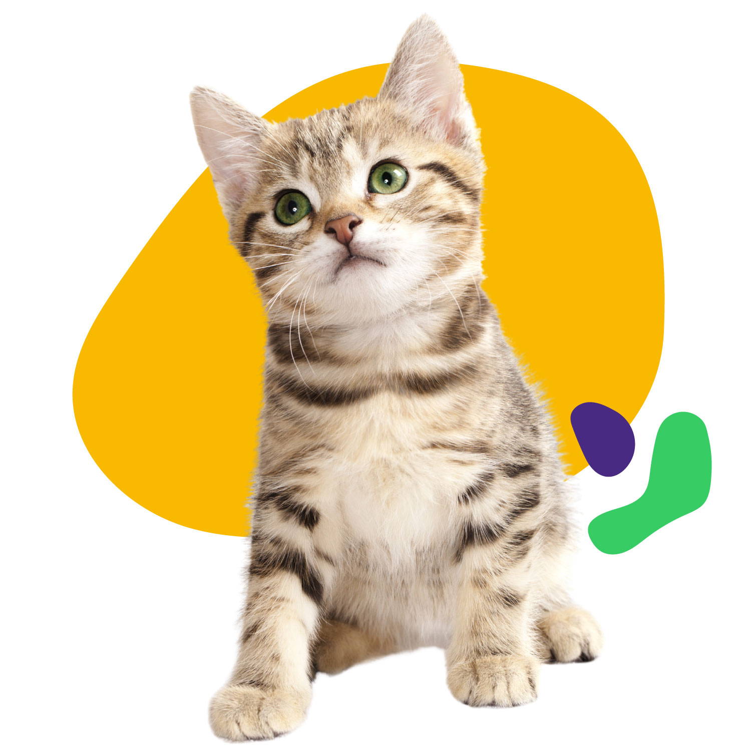 gato cachorro