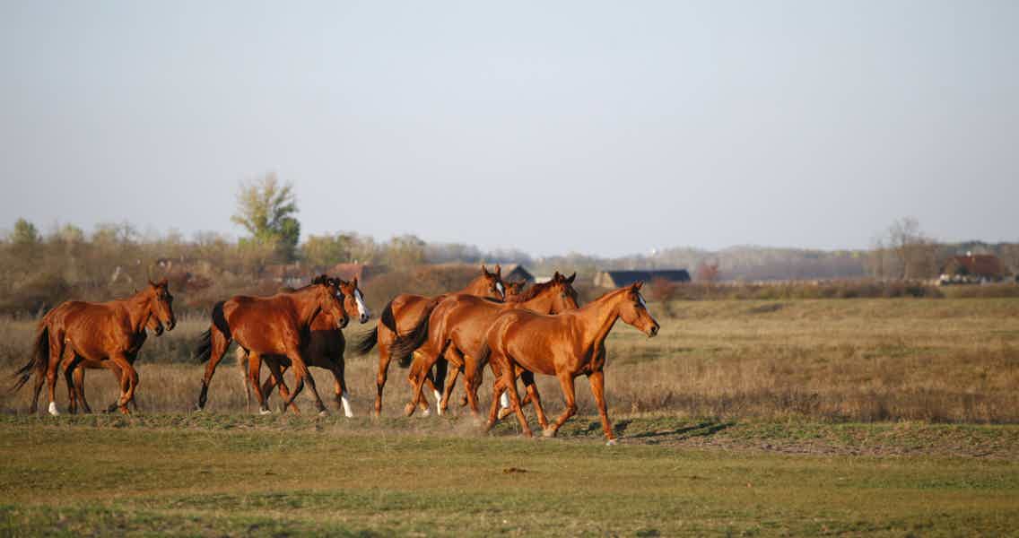 Puszta Horse Show and Countryside - photo 1