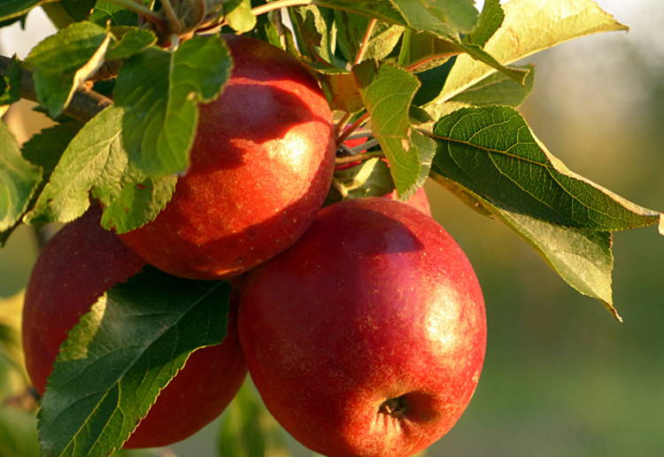 蜜入り りんご 品種