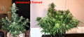 two different cannabis plants: the one on the left has not been trained at all while the one on the right has been low stress trained