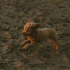Treats and Toys for Toto