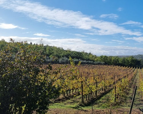 Food & Wine Tours Barberino Tavarnelle: Chianti: wine tasting and winery tour