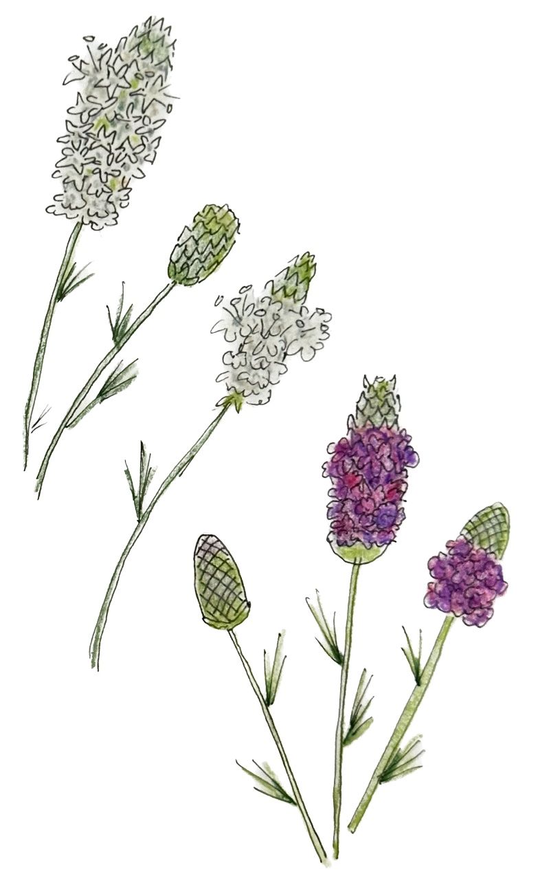 Drawing of white and purple prairie clover by Lisa Meyers McClintick