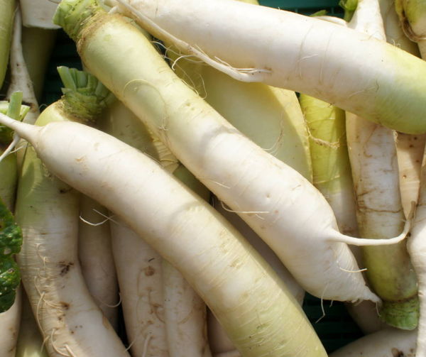 radis-daikon-ou-japonais