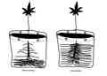 Diagram showing the different in root structure between direct sowing versus transplanting