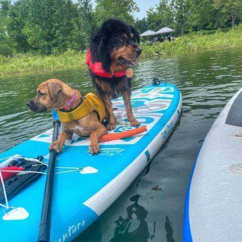 2 dogs on New tiki best lightweight inflatable paddle board