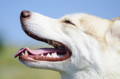 Smiling dog outdoors with clean, white, and shiny teeth