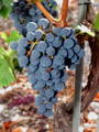 grappe de raisin Cabernet Sauvignon