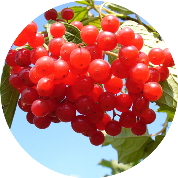 himalayanshilajit helps boost stamina and endurance for lasting daily energy