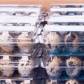 Stacl of Quail Eggs in durable packaging