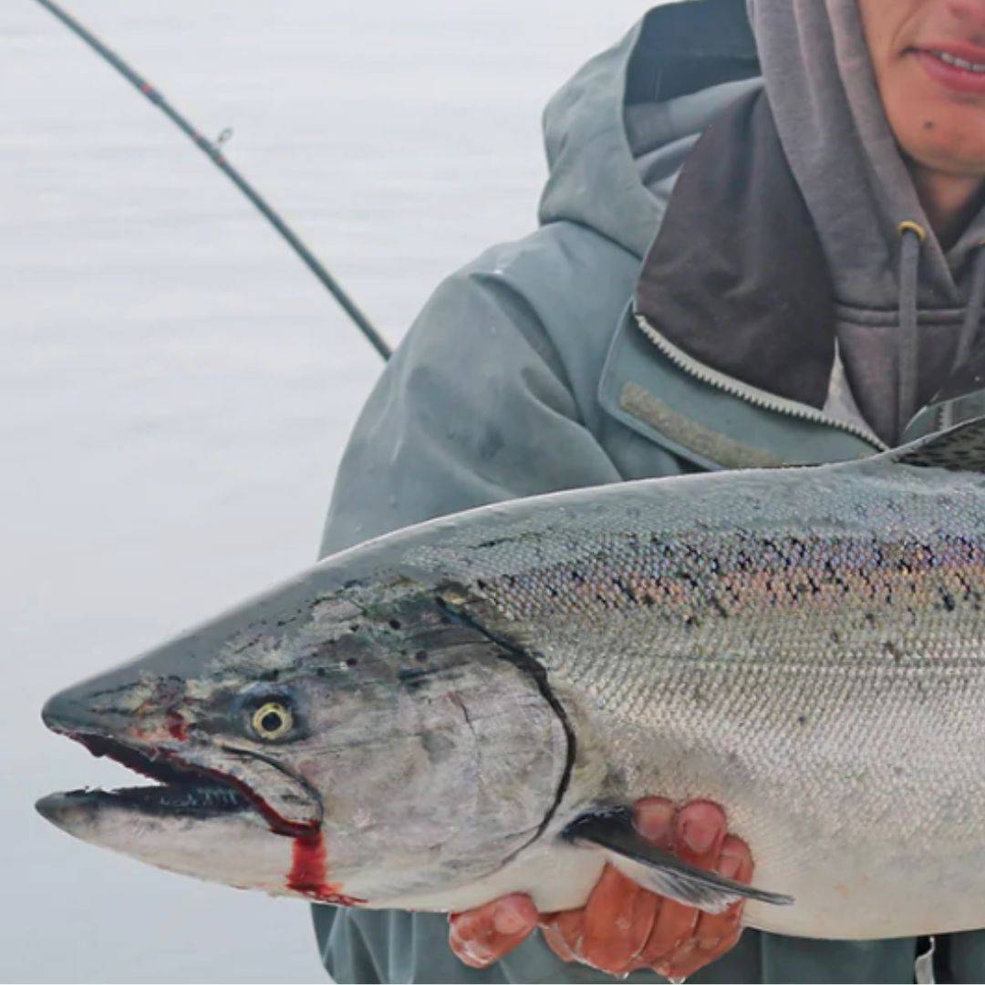 how to rig herring for salmon