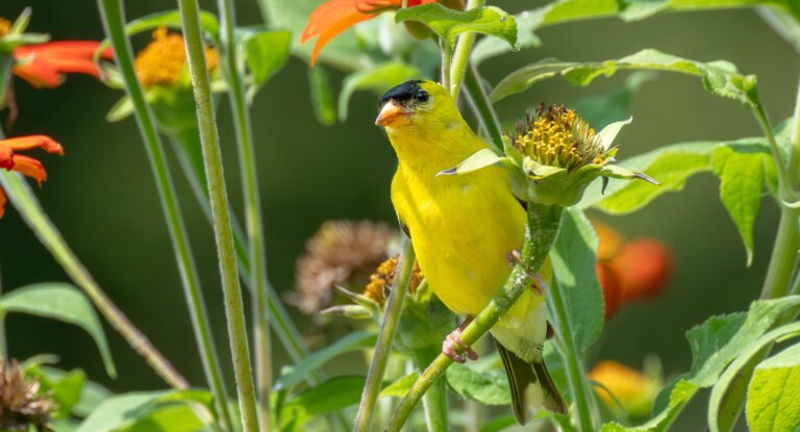 Birding Walk
