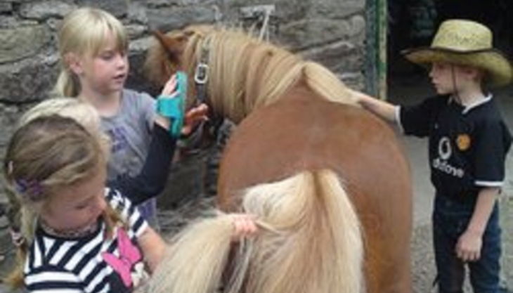 die reitzwerge haare bürsten