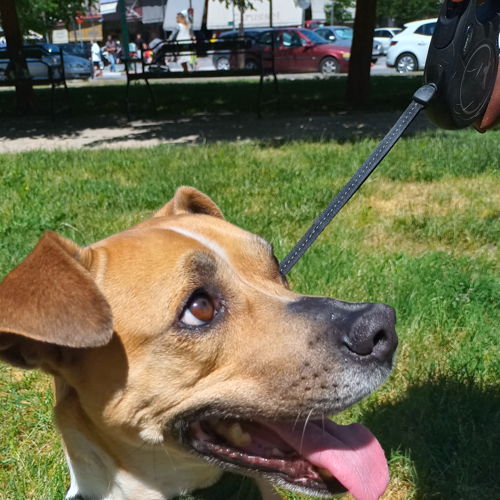 Bijpassende kap en hondenbandana