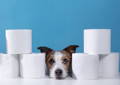 alt="Terrier dog peeking his head through a stack of toilet paper rolls with a blue background."