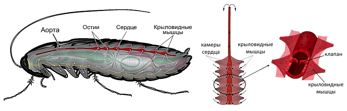 Какие системы у насекомых. Кровеносная система система насекомых. Строение кровеносной системы насекомых. Внутреннее строение насекомых кровеносная система. Кровеносная система таракана схема.