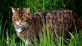 scottish wildcat peering from highland grass
