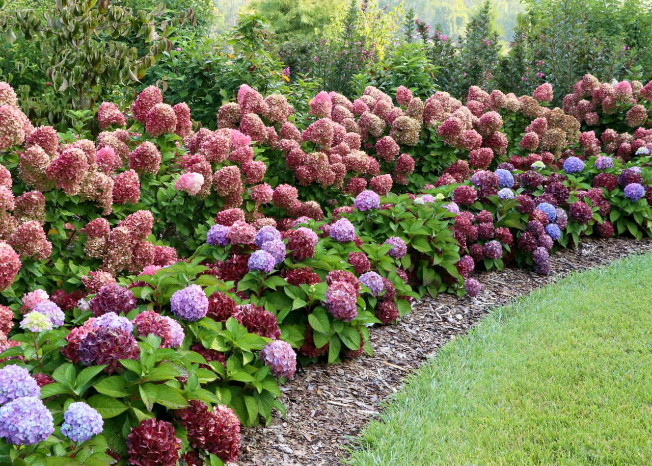 Little Lime Punch panicle hydrangea and Let's Dance Sky View bigleaf hydrangea planted together in a garden hedge