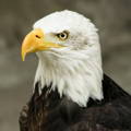 closeup of eagle face 