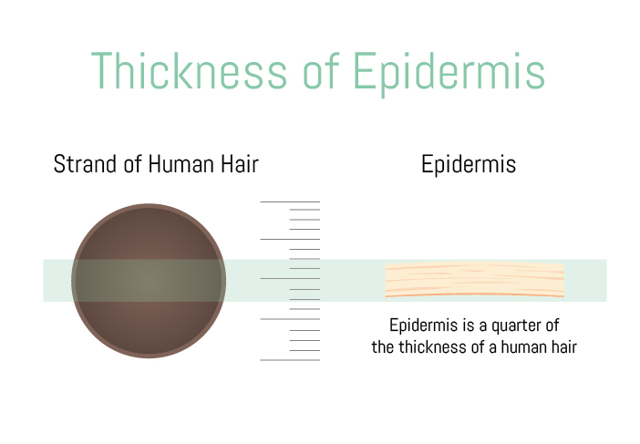 Diagram of thickness of epidermis