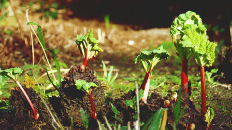 Rhubarb growing in a vegetable garden