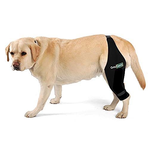 Agon Dog Knee Brace vs Ortocanis Original Knee Immobilizer for Dog Slant
