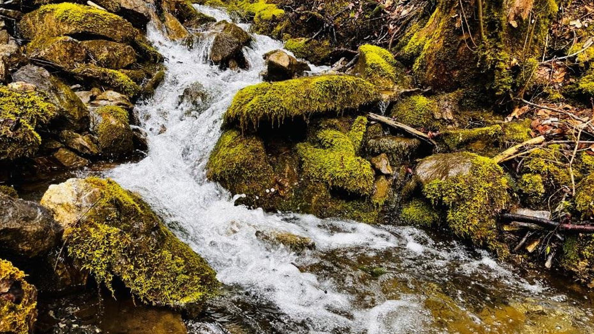 Retreat mit Waldbaden, Achtsamkeit & Meditation im Bregenzerwald.