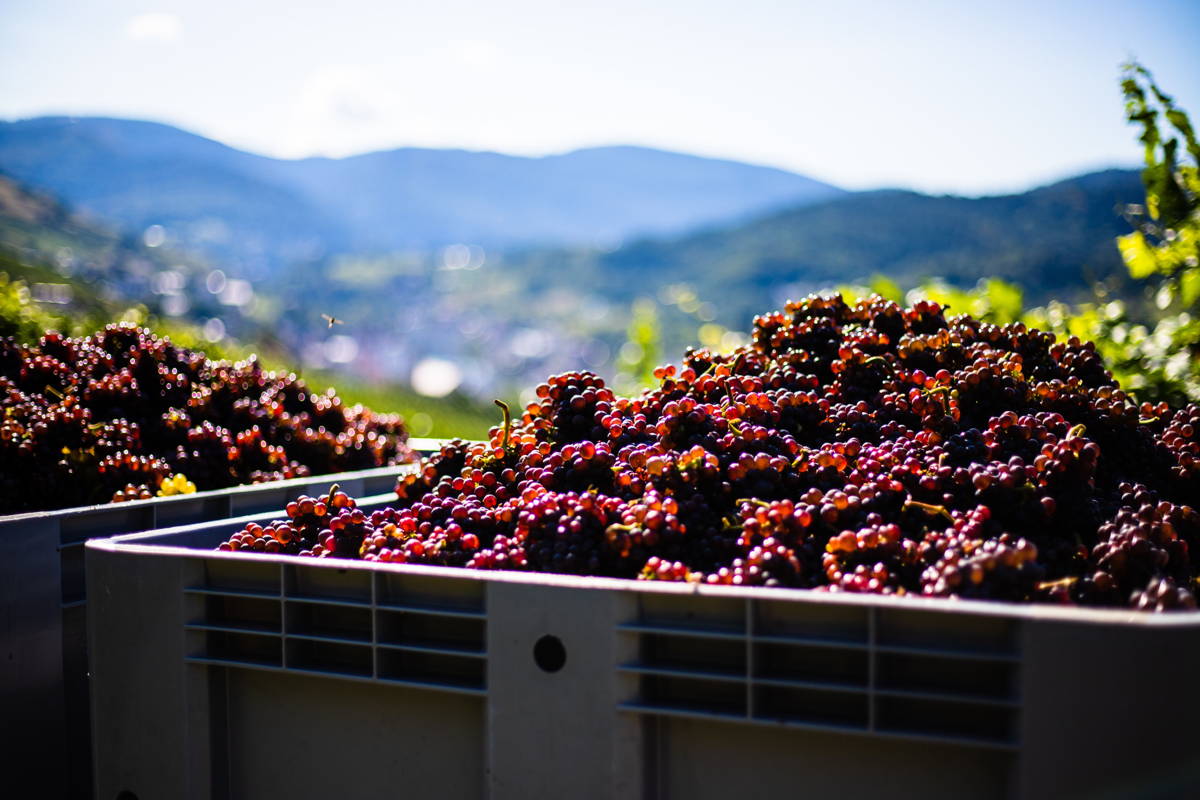 raisin vendanges