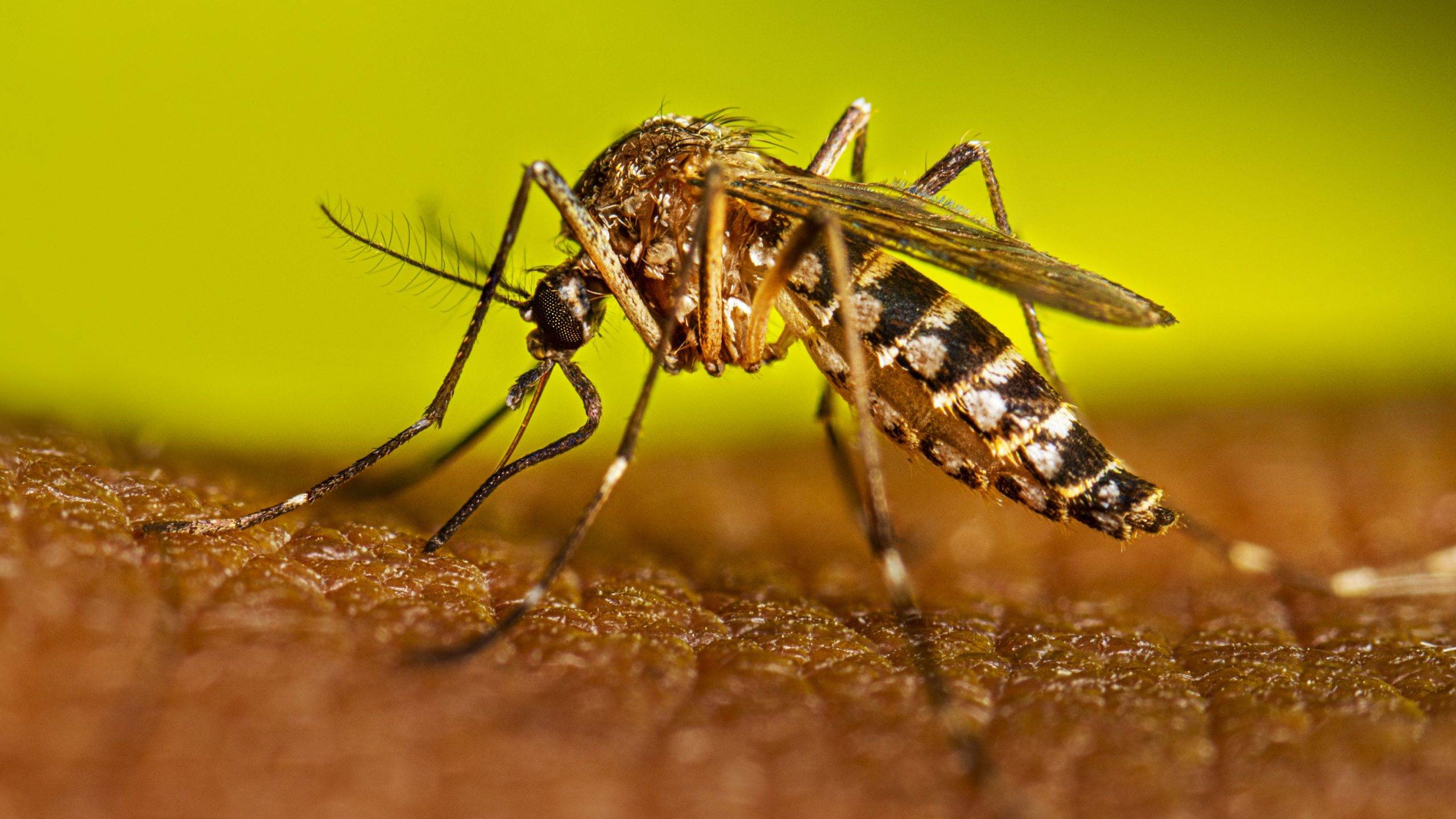 Dengue mosquito 