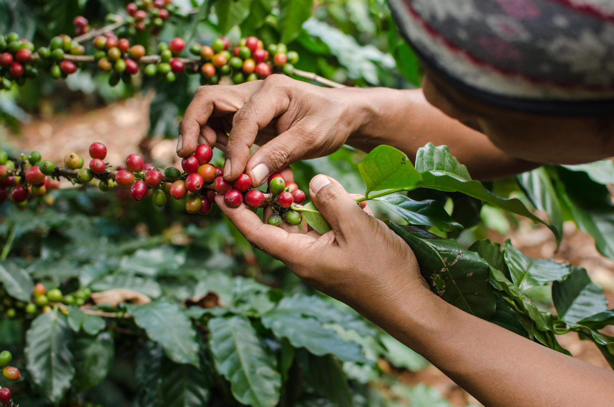 A person’s hands carefully pick ripe red coffee cherries from a coffee plant, surrounded by green leaves and unripe green cherries on a branch.
