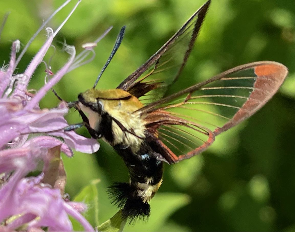 Snowberry clearwing, sometimes called a hummingbird moth