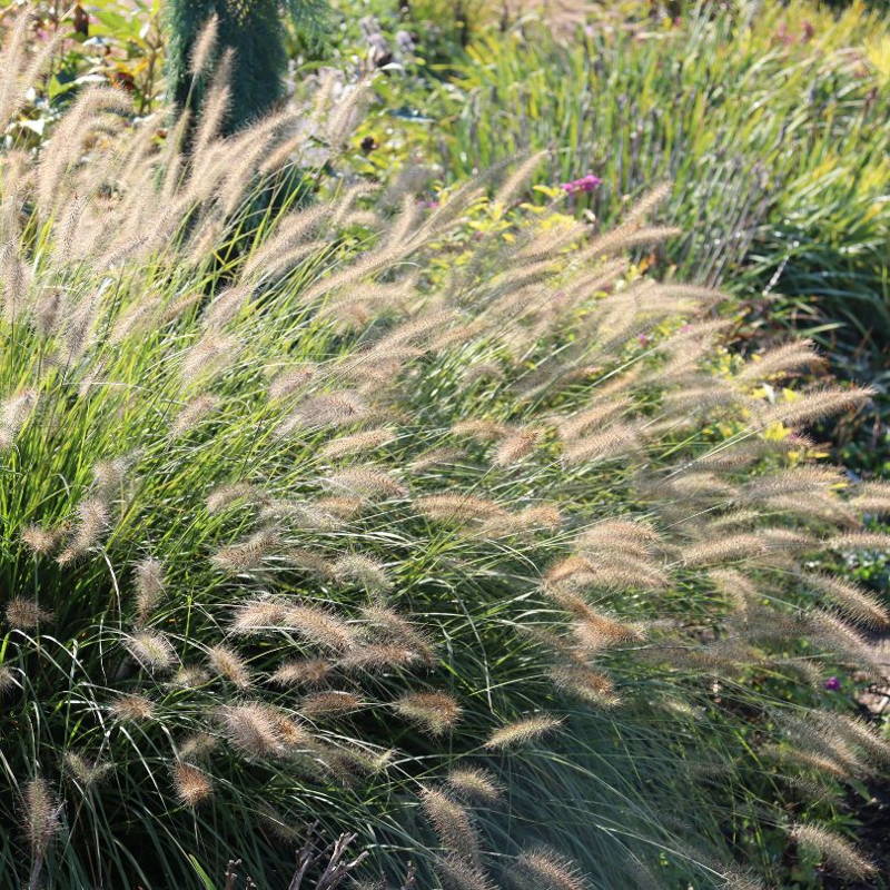 Soft plumes basking in the sunlight in a perennial garden.