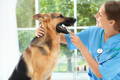 German Shepherd dog having his teeth cleaned by a veterinarian to prevent periodontal disease in dogs