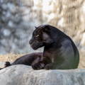 black panther resting on a large rock