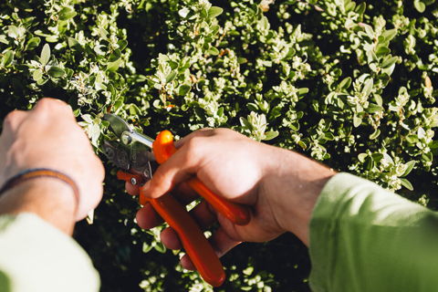 Professioneller Heckenschnitt im Rahmen der Garten- und Landschaftspflege