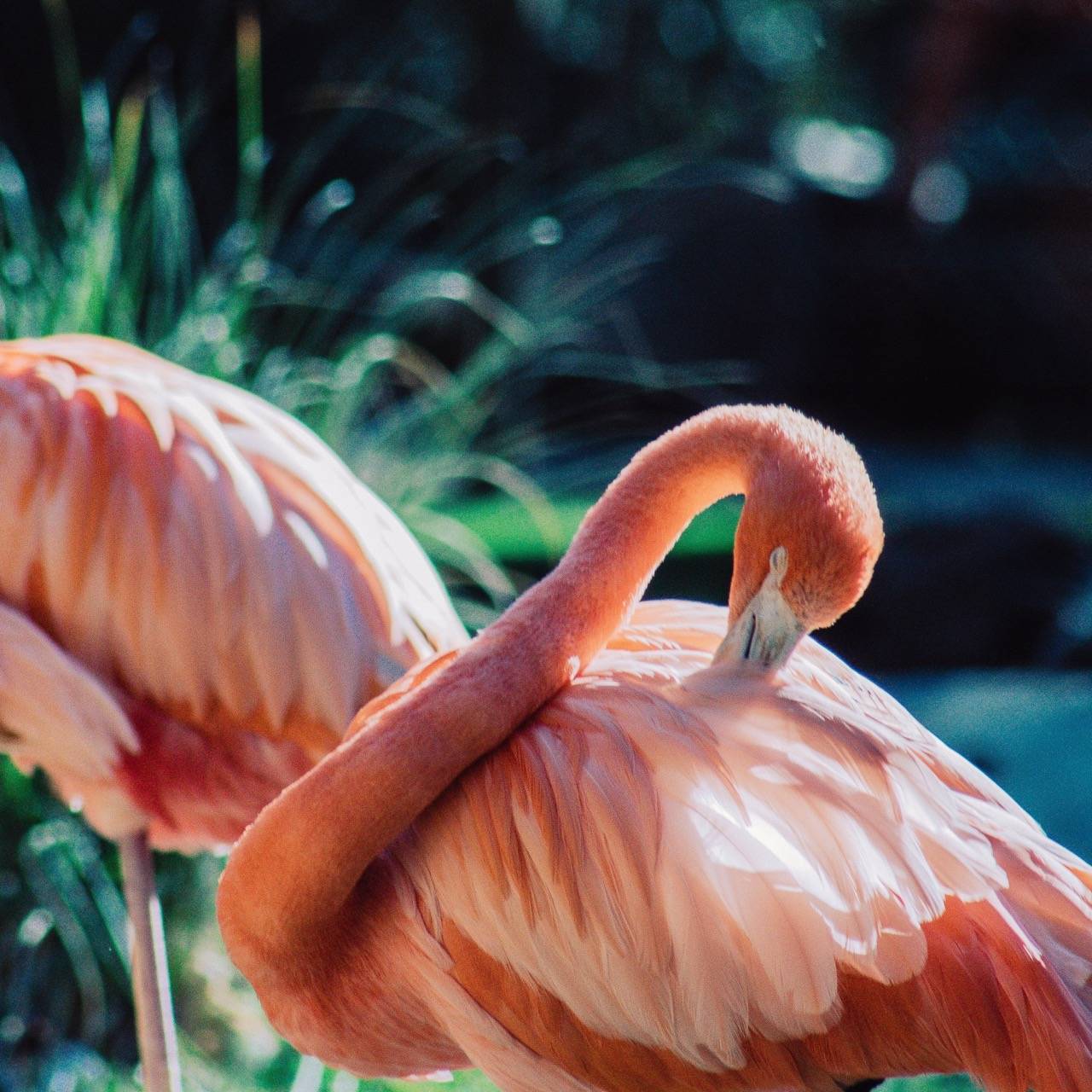 flamingo: explore impact