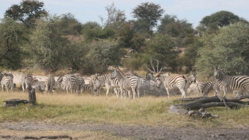Zebra Trail Makgadikgadi