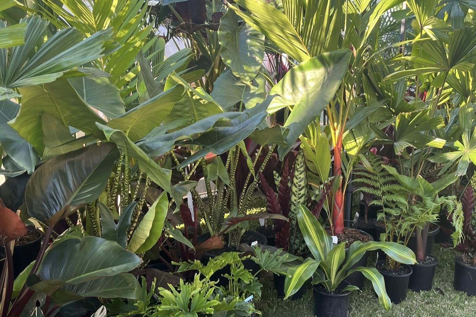 Coast Tropical Plants - Voucher - Image 5