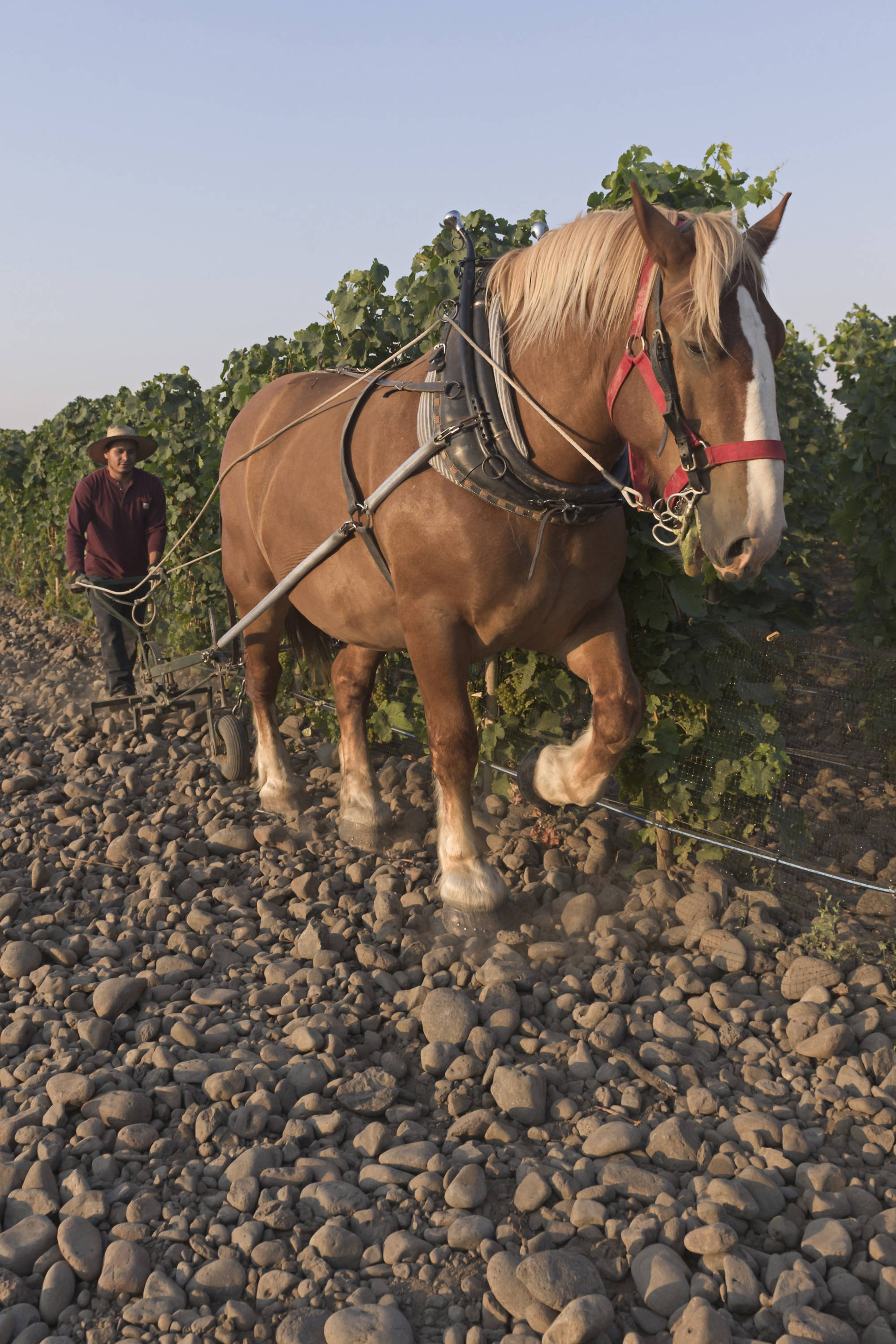 Cayuse, Christophe Baron, Galiena, Wine, USA Wines, Singapore