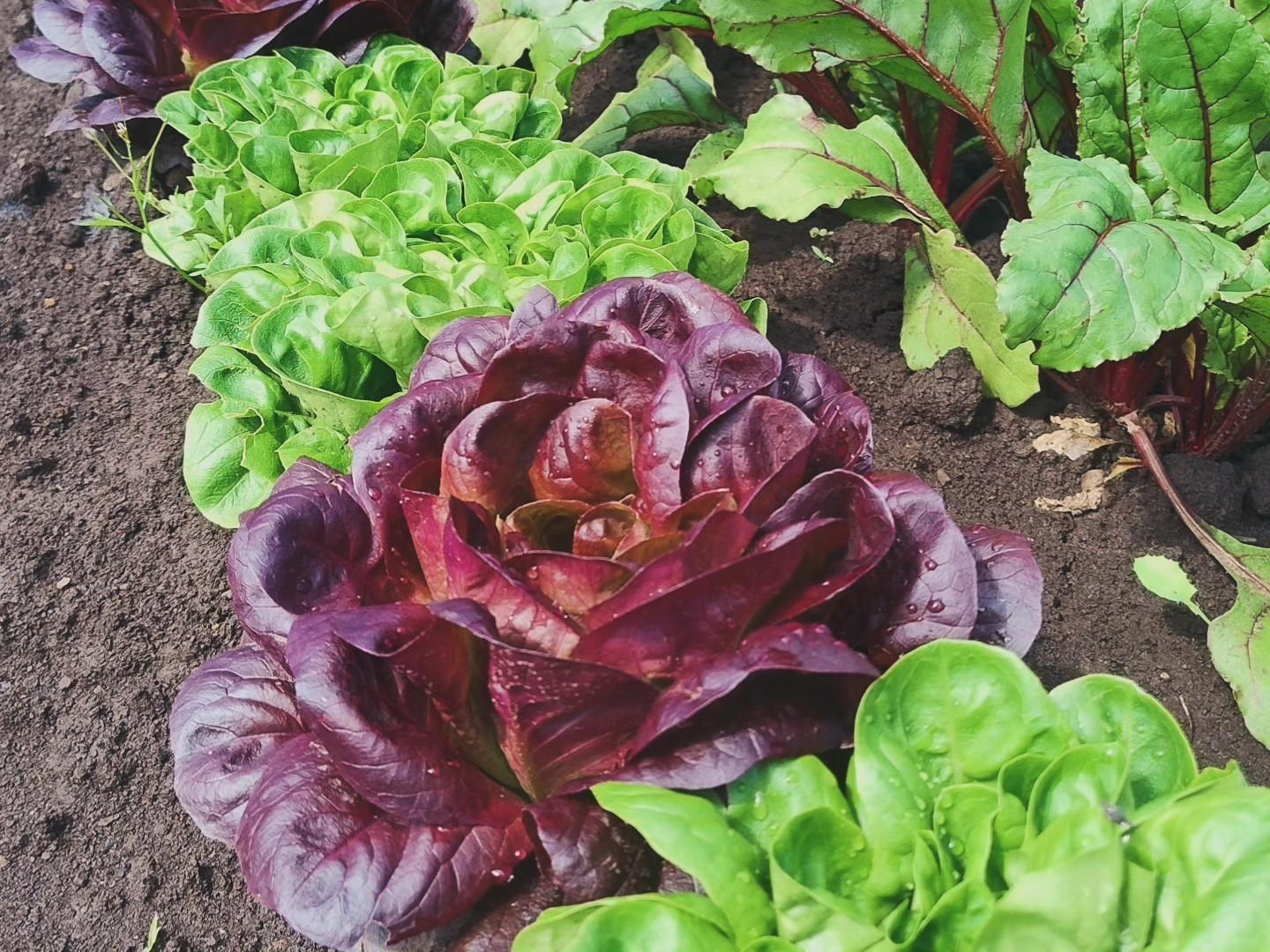 Ellia's Garden Voucher - Image 3