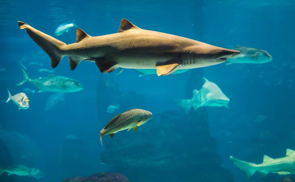 Barcelona City Tour Hop-On Hop-Off and Aquarium - photo 4