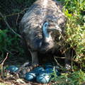 male_emu_hunching_over_eggs